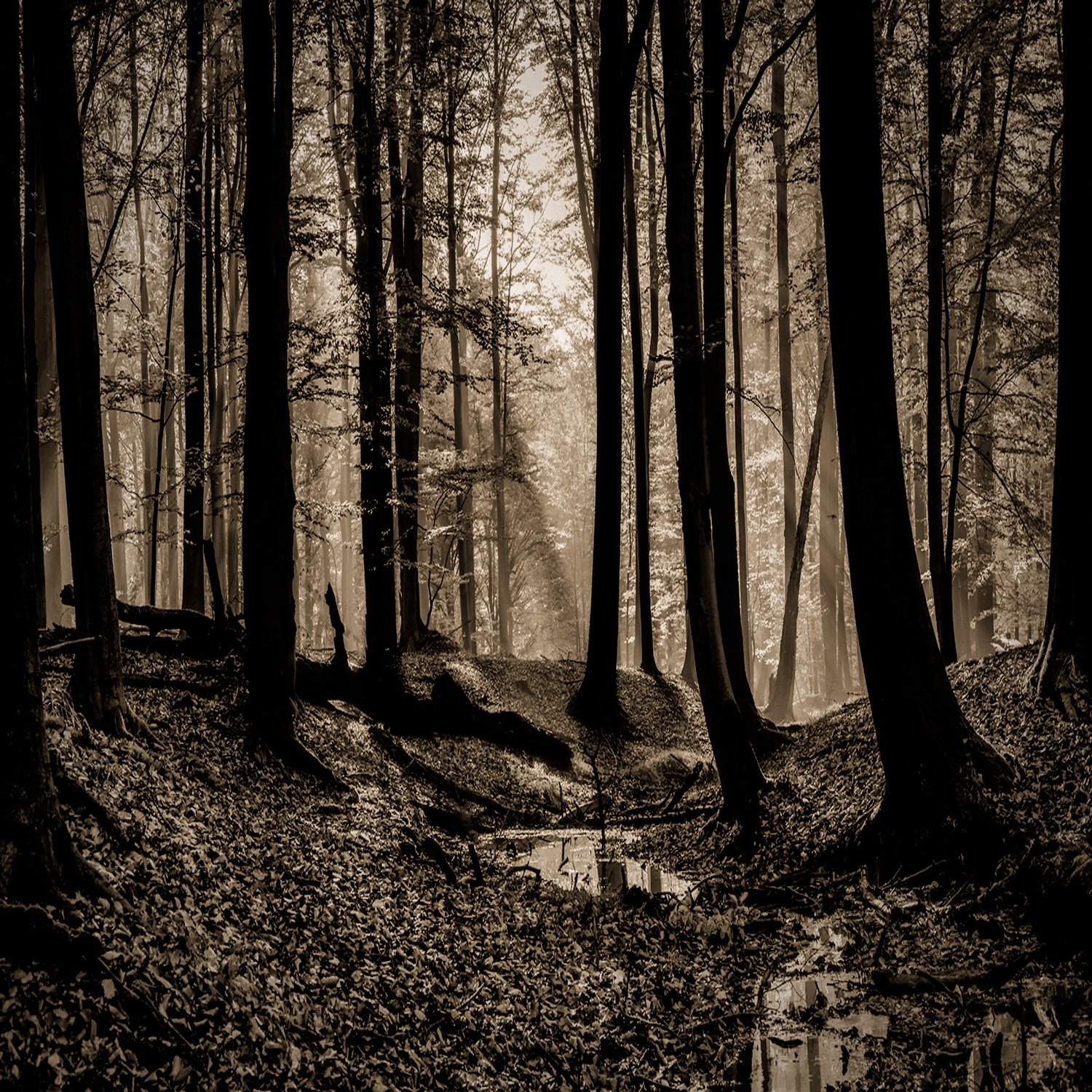 woods55 Mixed media