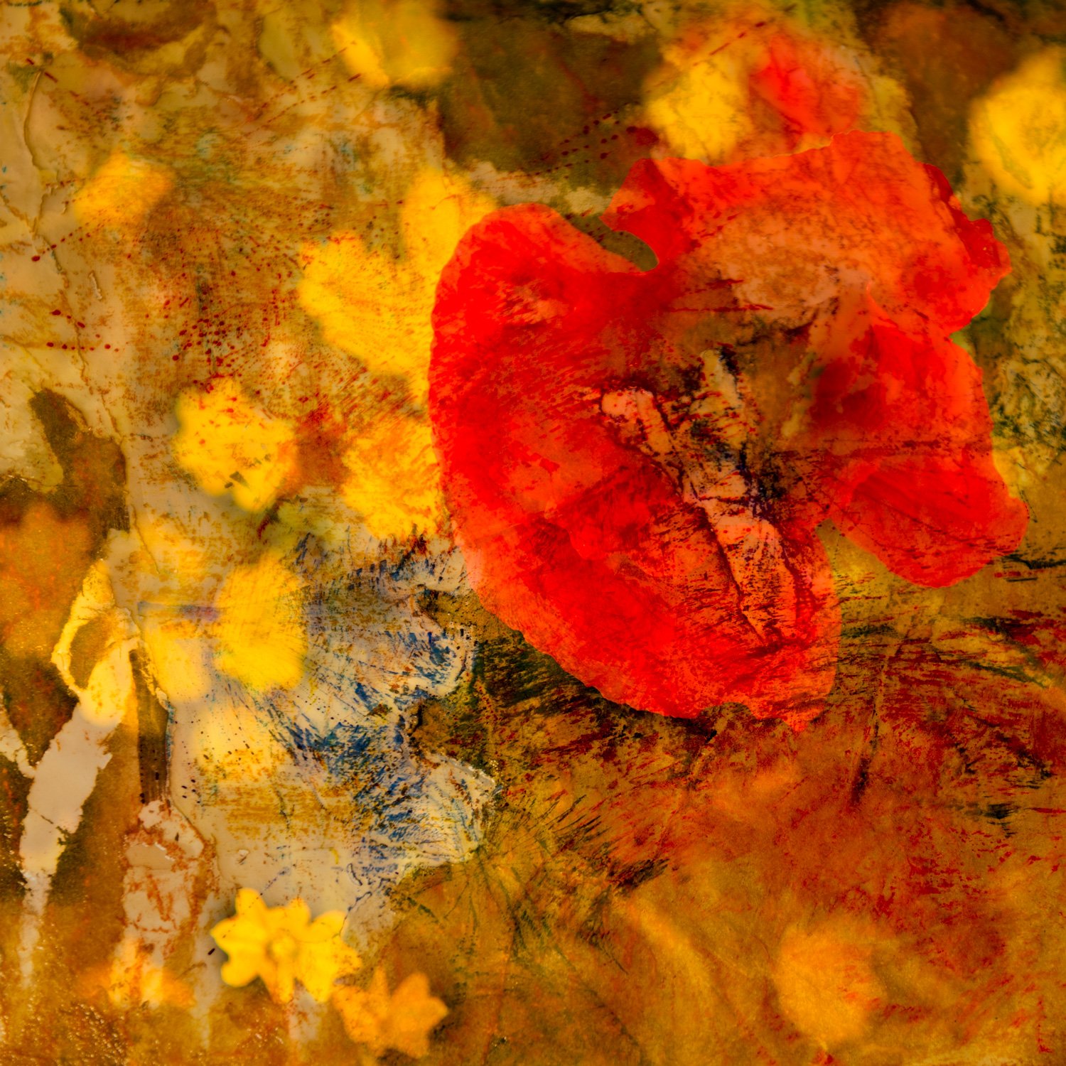 Poppy abstract painting by McRostie