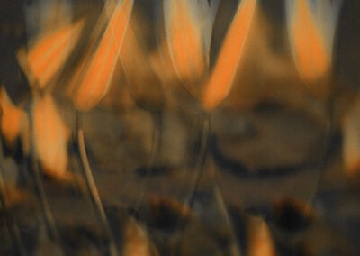 Yellow Breeze by McRostie